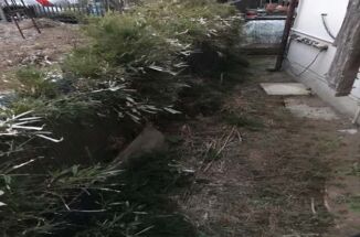 土浦市の空き家リフォーム！伸び放題だった植栽や雑草を伐採しました