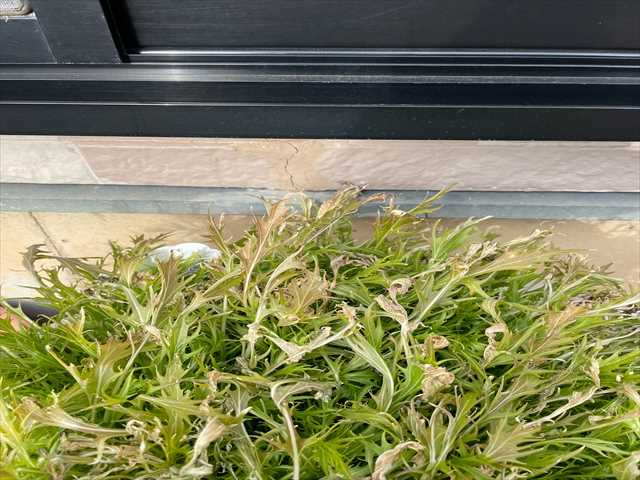 かすみがうら市_現地調査_外壁クラック_0131_M00049(5)