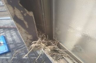 土浦市の空き家リフォームで戸袋塗装！戸袋の中はゴミがいっぱい！？