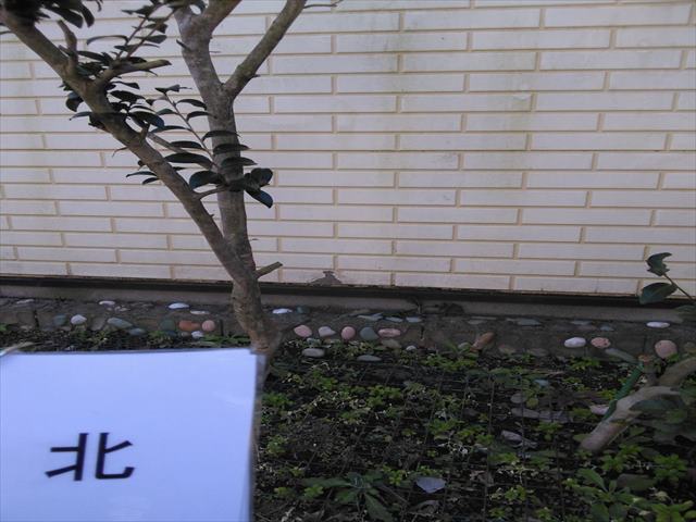 ishioka_genchityosa_gaihekinorth_0223_M00050(2)