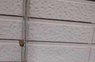 石岡市、カマキリの卵がついた外壁。劣化して青い防水シートがみえています！