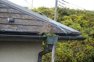 小美玉市で現地調査。まるで雨樋がプランターに？！雨樋に生えた植物どうする