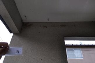 小美玉市の現地調査。築29年の軒天にカビ発見！玄関軒にはツバメの巣