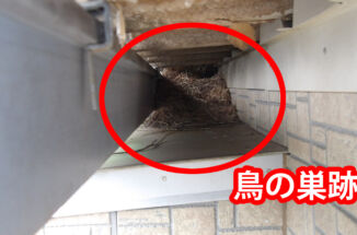 行方市：家に鳥の巣が！？撤去や駆除はどうすればいいの？困ったら霞美装におまかせください！