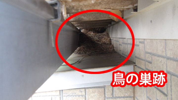 行方市で鳥の巣