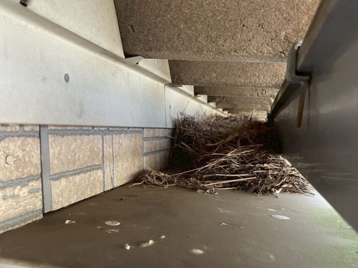 行方市で庇上に鳥の巣
