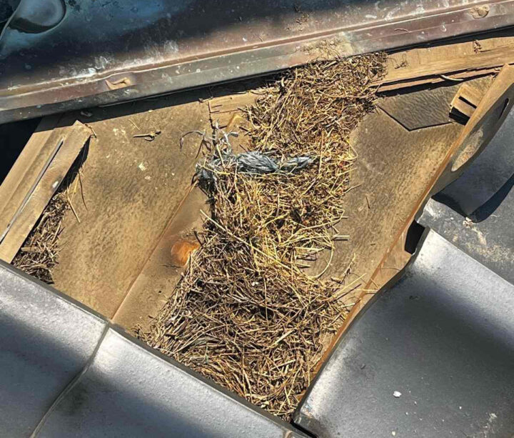 鳥の巣撤去