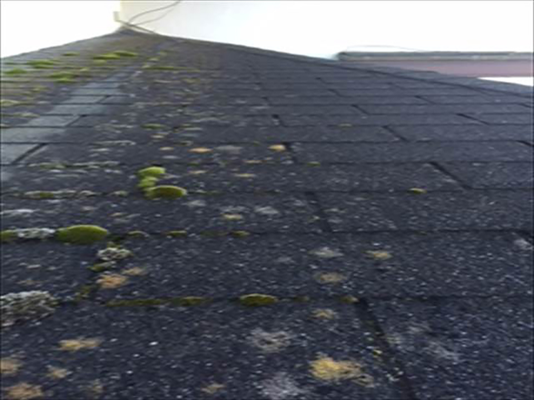 アスファルトシングル屋根にコケが大量に生えていました。