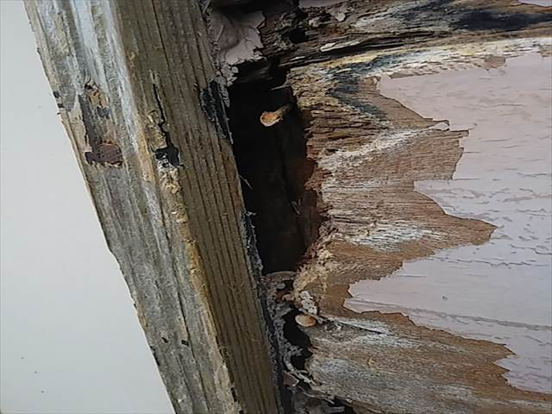 腐食した木造外壁です。塗装は経年で劣化します。  劣化した塗膜は防水性が失われ、塗膜で守っていた外壁は雨風に晒されていきます。