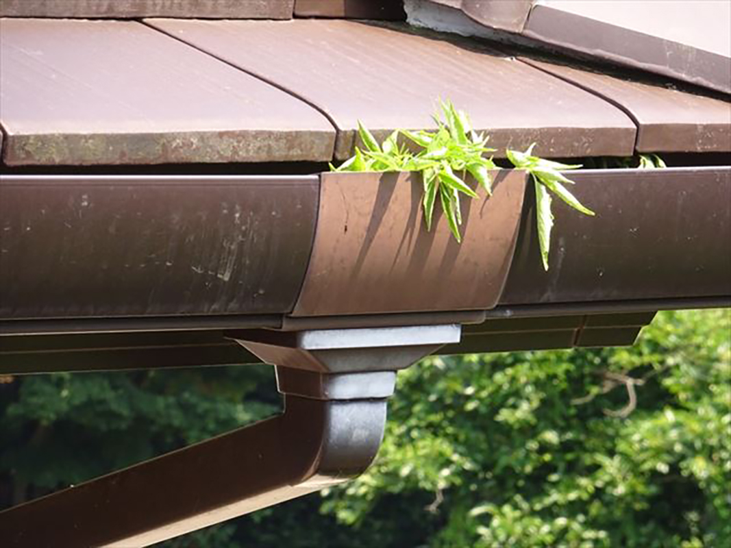 雨樋に草が生えてしまっています。