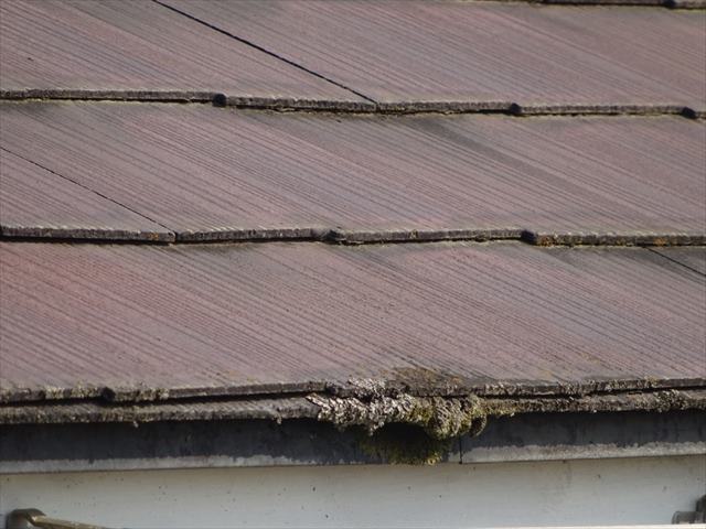 スレート屋根端部の苔