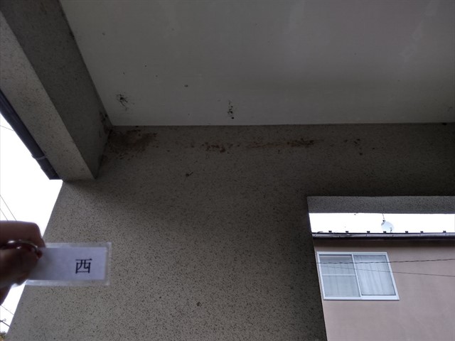 小美玉市の現地調査。築29年の軒天にカビ発見！玄関軒にはツバメの巣